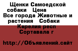 Щенки Самоедской собаки › Цена ­ 25 000 - Все города Животные и растения » Собаки   . Карелия респ.,Сортавала г.